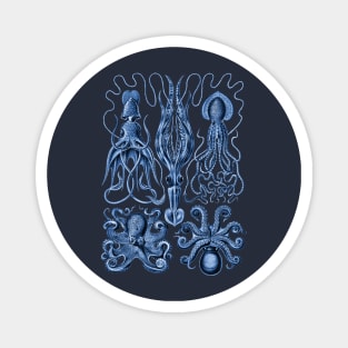 Ernst Haeckel Gamochonia Octopus Blue Magnet